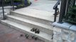 Cute Ducklings Challenging Stairs ! - Утята Покоряют Лестницу - Прикол !
