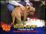 Most Beautiful Terrier Pit Bull Pet Dog For Sale In America