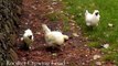 Rooster crowing in the morning Full Video - Rooster Sound Effect