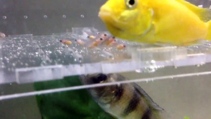 Electric Yellow Lab African Cichlid Release Fry