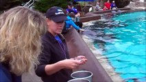 Feeding Dolphins at Sea World