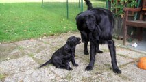 Flat-coated Retriever father and puppies