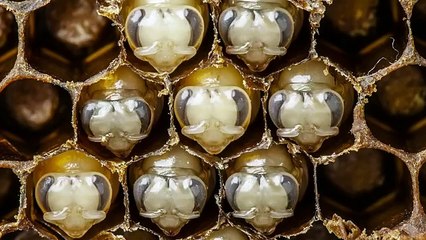 Anand Varma - Les 21 premiers jours de la vie d’une abeille