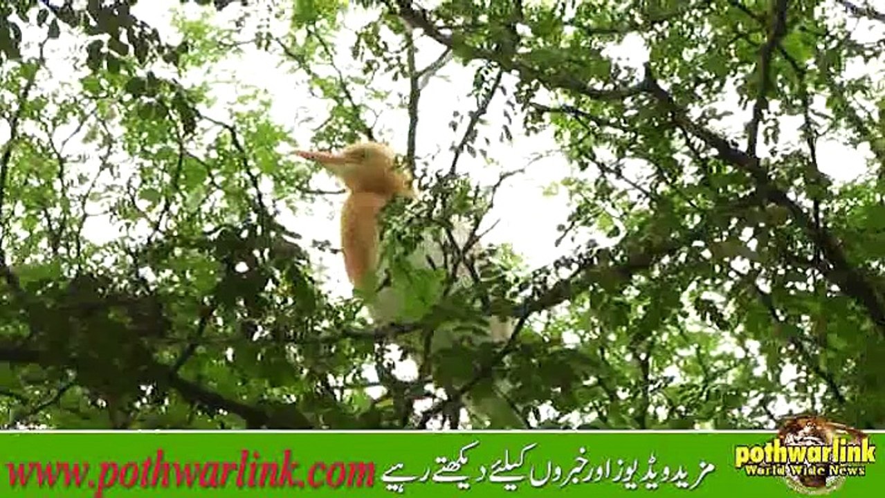 panji te pardesi