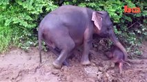 Elephant Saves Baby Calf From Drowning In River
