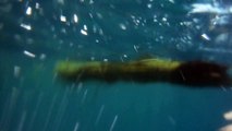 Snorkeling with Manta at Sangalaki island in Kalimantan Indonesia