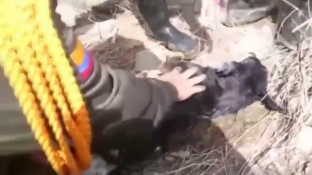 Dog rescued by police officer after being swept away by river