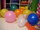 Ferrets playing with balloons