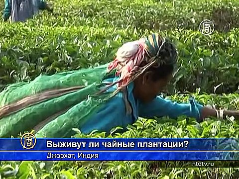 Чайный бизнес в Индии – под угрозой из-за изменения климата