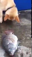 Bu köpek çok merhametli.Balıkları yaşatmak için bakın ne yaptı...