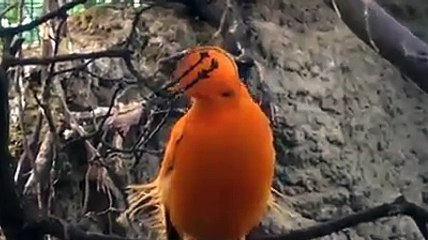 Rabbimiz ne güzel yaratmış...SubhanAllah...İzlenilir, beğenilir...