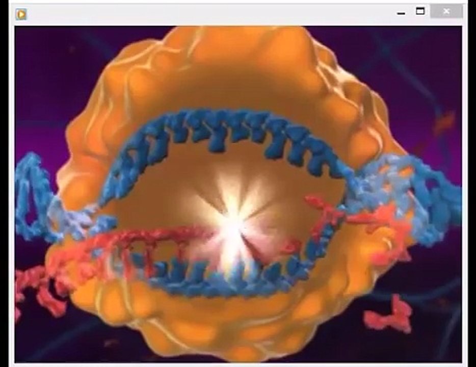 Protein Synthesis