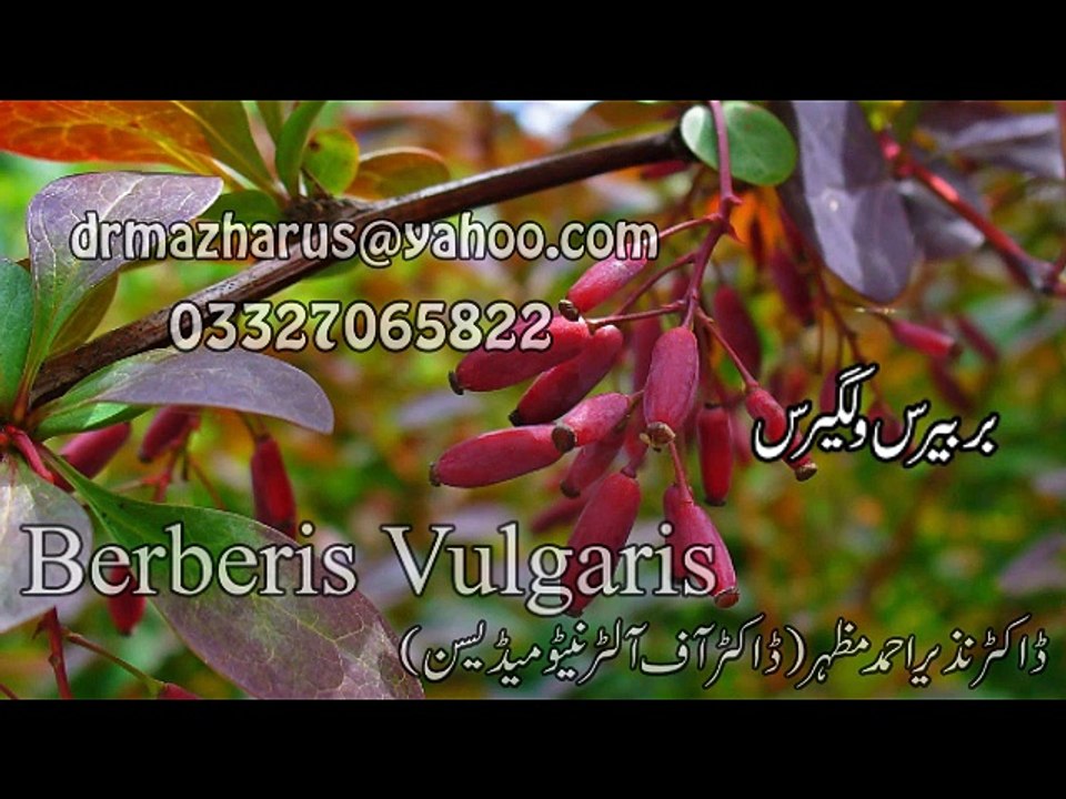 Berberis Vulgaris Dr.na Mazhar (Dr of alternative medicine)