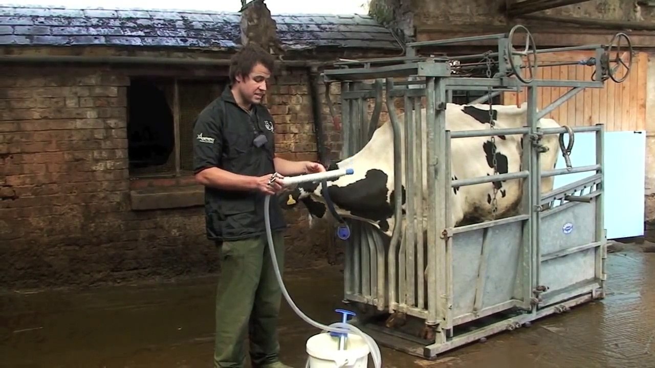 Cattle stomach pump