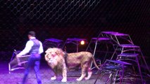 CRAZY Lion and Tiger Attack @ Tamer Circus