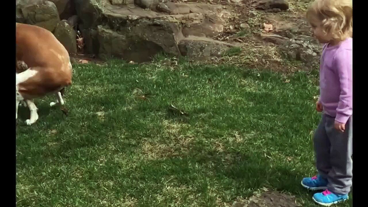 Une petite fille encourage un chien qui fait ses besoins