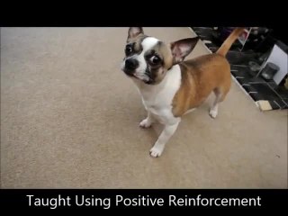 Does this dog really have fleas?
