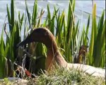 Glastonbury Abbey pond, Feeding the ducks, a Duckumentary!