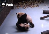 Naughty Pandas Wrestle Each Other