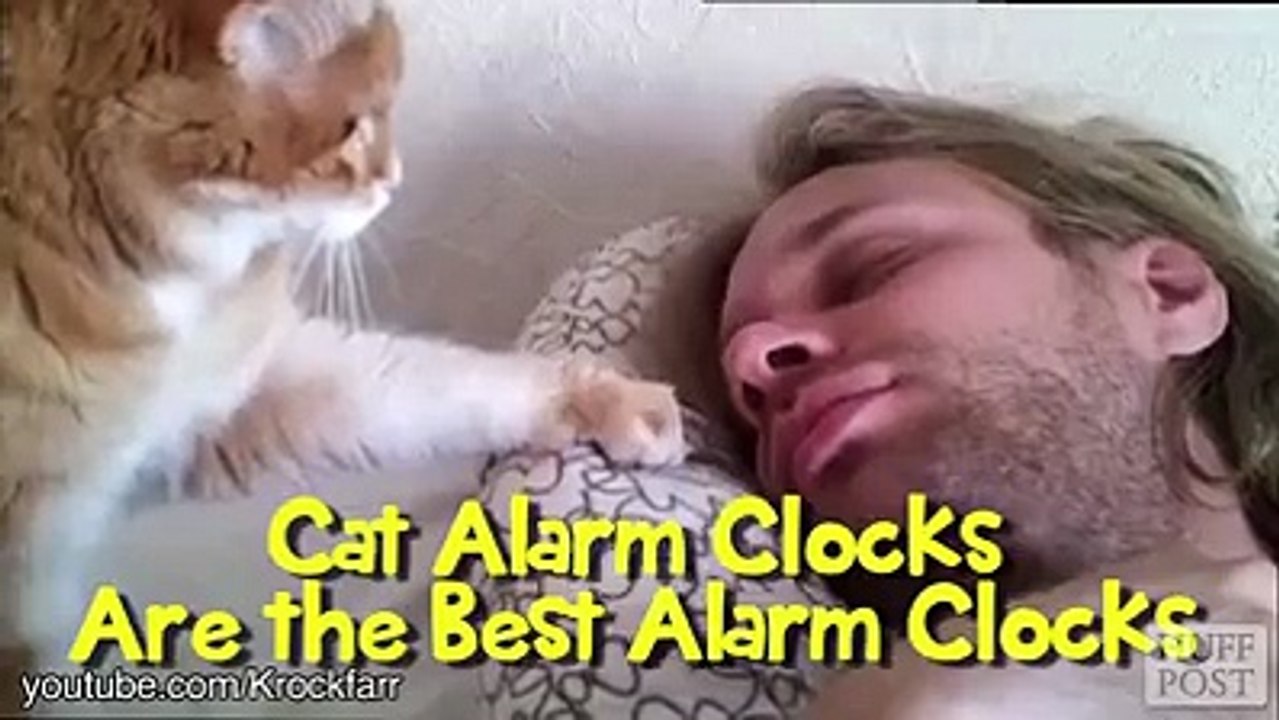 Cat alarms video Dailymotion