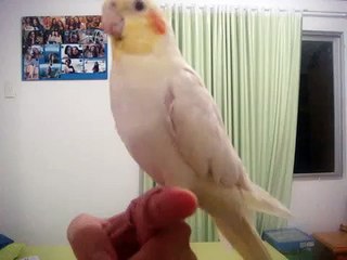 Calopsita cantando a música italiana  FUNICULI FUNICULÁ e o ATIREI O PAU NO GATO...