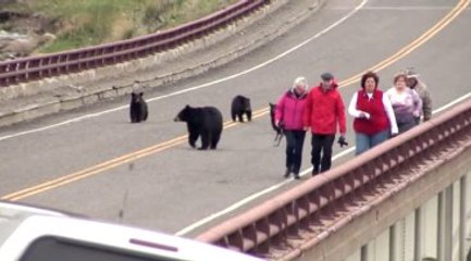 Korku Dolu Anlar! Ayılar, Turistleri Kovaladı