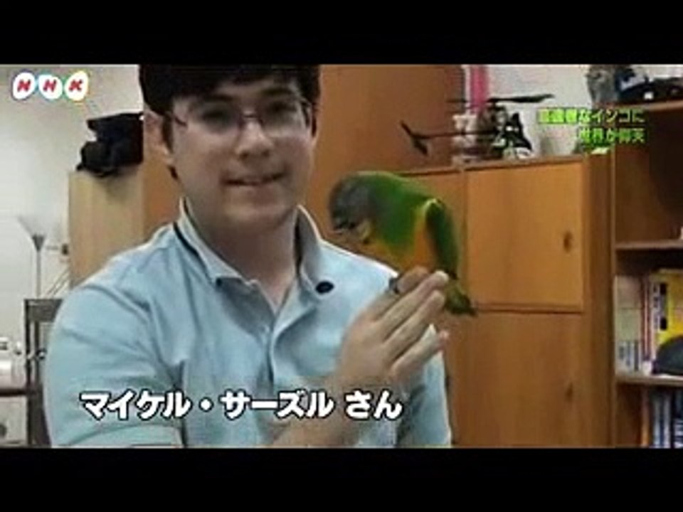 NHK特ダネ！投稿DO画8/8放送分より「芸達者なインコに世界が仰天」