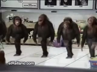 Monkeys Dancing