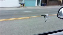 Un pigeon suit une voiture à plus de 70 km/h