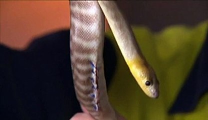 Un python opéré après avoir avalé une pince à barbecue