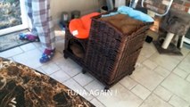 Funny Kittens .Morning Routine . Spoiled Cats