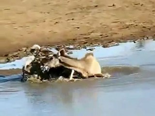 (IMPRESIONANTE) Perros Salvajes Del Africa Matan y Deboran Su Presa (Lycaon pictus)