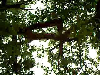 اكبر شجره في العالم -اليمن تعز