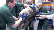 Sibirisches Mammut-Baby Ljuba darf nach Hause