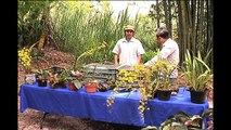 Veracruz propaga las orquídeas en peligro
