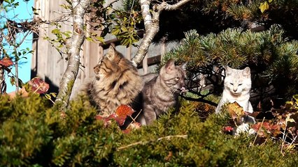 ピッタリ３兄妹　Three Musketeers