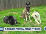 Blind dog's personal seeing eye dogs