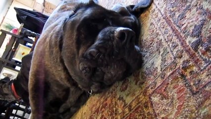 Funny English Mastiff Dog Whining and Barking