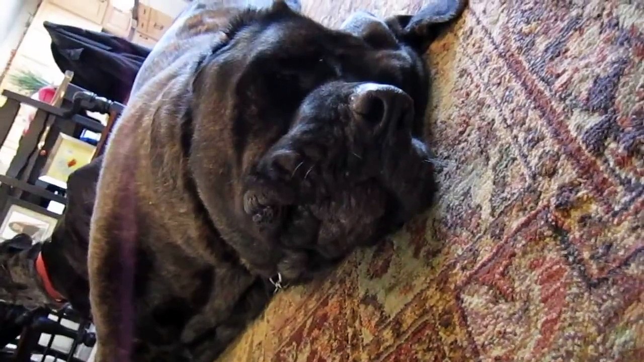 Funny English Mastiff Dog Whining and Barking