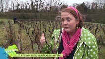 L.A Pépite au Musée du Vignoble nantais au Pallet