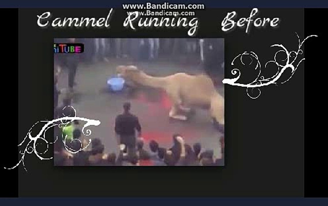 Camel Running Before Qurbani In Eid 2015