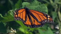 Monarch Butterflies - Discover Nature (KRCG)