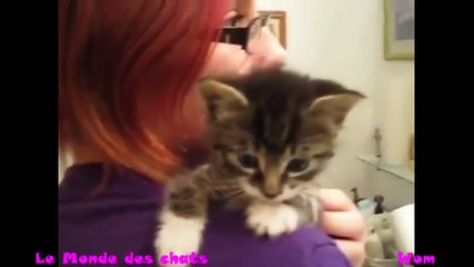 Chaton qui miaule