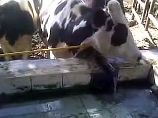 ابقار مزرعة الحاجه/ ليلى الديب ..  Cow farm Egyptian