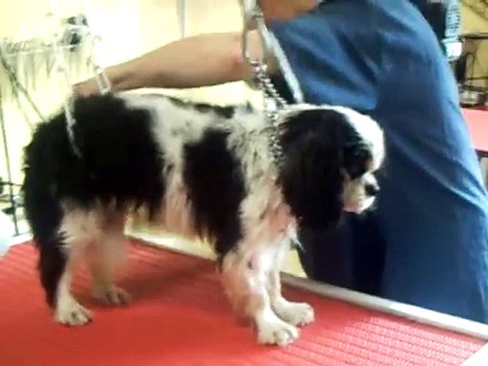 SALON DE TOILETTAGE REGARD CANIN RADJA CAVALIER KING CHARLES