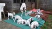 Dalmatian Puppies - Comfrey's litter at 7 1/2 weeks old