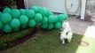 west highland white terrier - Scott the DOG - westies