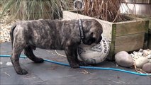 Diesel the 2 Month Old English Mastiff puppy plays outside for the first time.