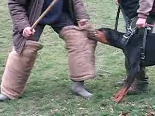 Mordant jambière Baltik