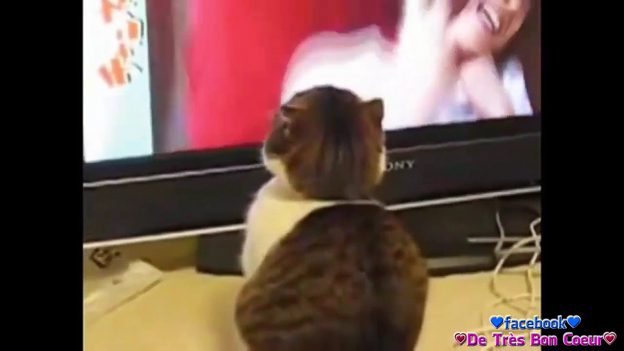 LOL Cats Fails Compilation / Chat Raté lol